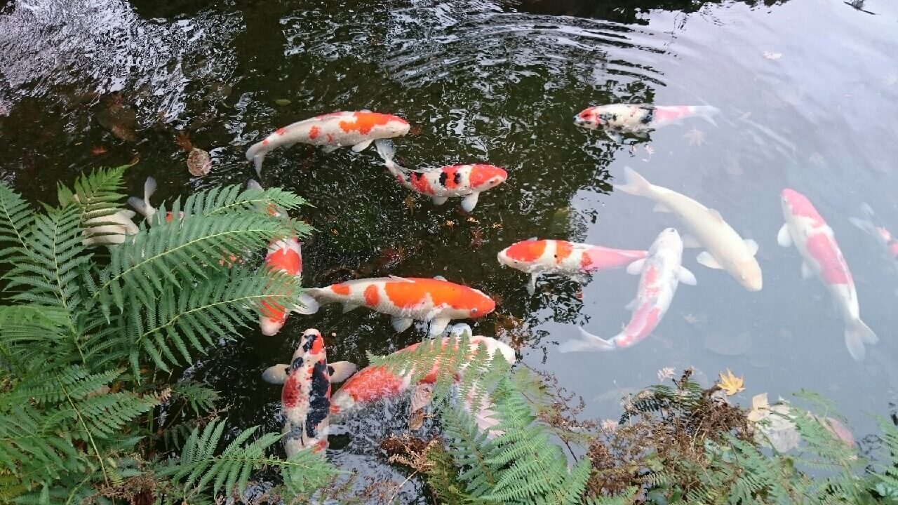 明通寺の鯉